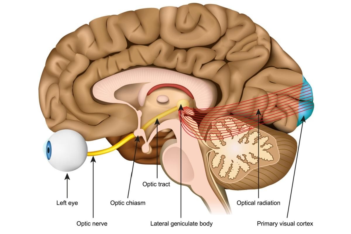 visual-pathway-brain-anatomy-diagram